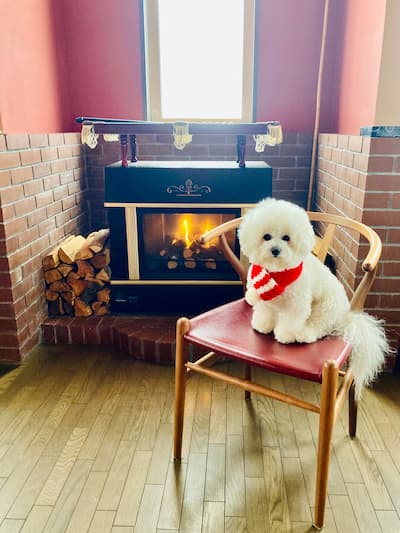 APPI Life is Beautiful(岩手県)東北の犬と触れ合える宿14選!秋田犬や看板犬に会える温泉宿も紹介
