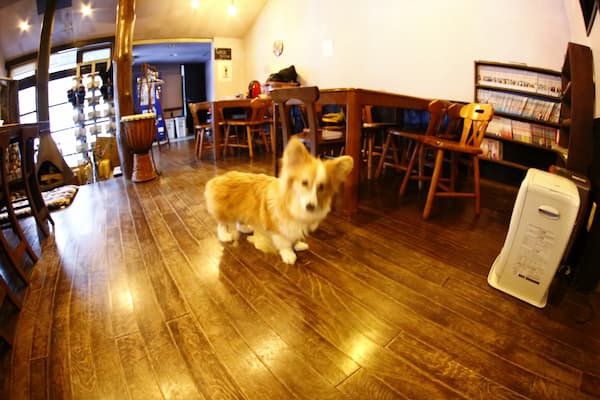 yamagoya Base Camp(岩手県)東北の犬と触れ合える宿14選!秋田犬や看板犬に会える温泉宿も紹介