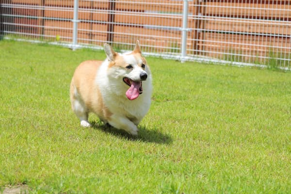 台ヶ森温泉山野川旅館 DogVillage台ヶ森(宮城県)東北の犬と触れ合える宿14選!秋田犬や看板犬に会える温泉宿も紹介