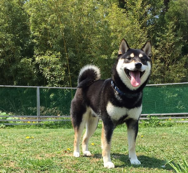 ペットと泊まれる宿 ニュー泊﨑荘(宮城県)東北の犬と触れ合える宿14選!秋田犬や看板犬に会える温泉宿も紹介