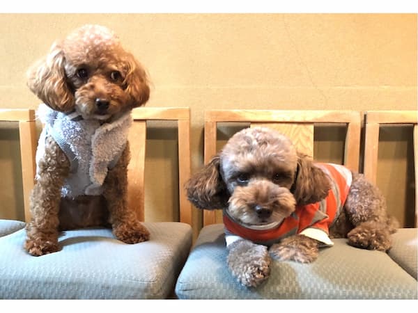 まつしま香村(宮城県)東北の犬と触れ合える宿14選!秋田犬や看板犬に会える温泉宿も紹介