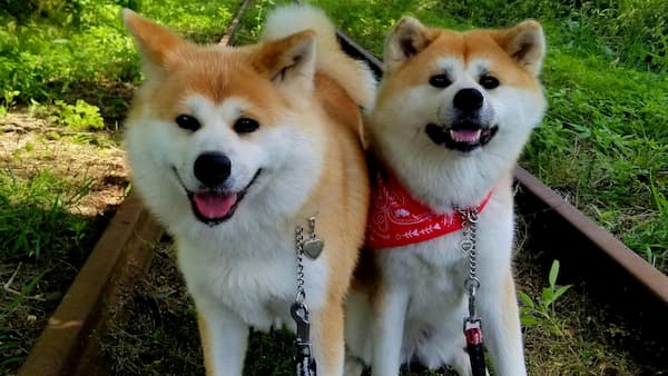 ふるさわおんせん(秋田県)東北の犬と触れ合える宿14選!秋田犬や看板犬に会える温泉宿も紹介
