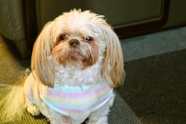 赤湯温泉 升形屋旅館(山形県)東北の犬と触れ合える宿14選!秋田犬や看板犬に会える温泉宿も紹介