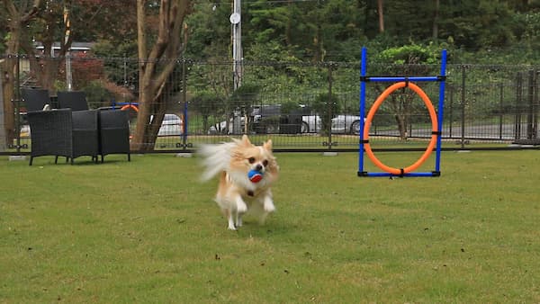 DOG SPA RESORT アルトピアーノ(栃木県)関東のペットと泊まれる宿20選!露天風呂付き客室や安い温泉宿も紹介