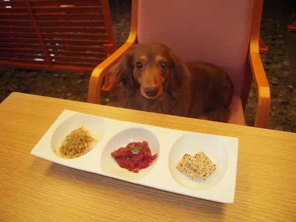 二の平温泉 ペットと泊まる宿 Dog's Rest Place（二ノ平）箱根の犬と泊まれる安い宿10選!ペットと泊まれる宿やドッグラン付きも!