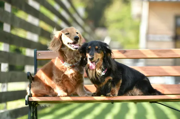 箱根わんこ亭 ゆにわ（仙石原）箱根の犬と泊まれる安い宿10選!ペットと泊まれる宿やドッグラン付きも!