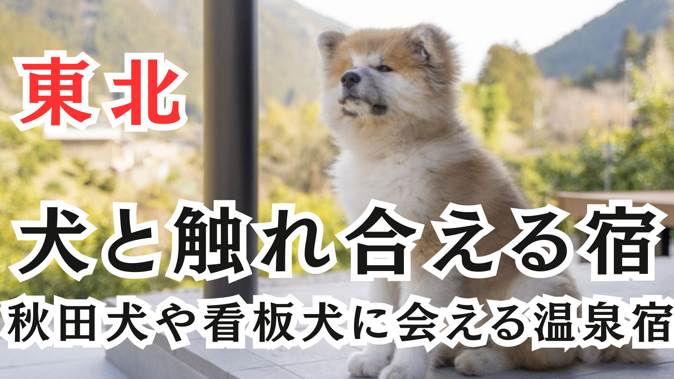 東北の犬と触れ合える宿14選!秋田犬や看板犬に会える温泉宿も紹介
