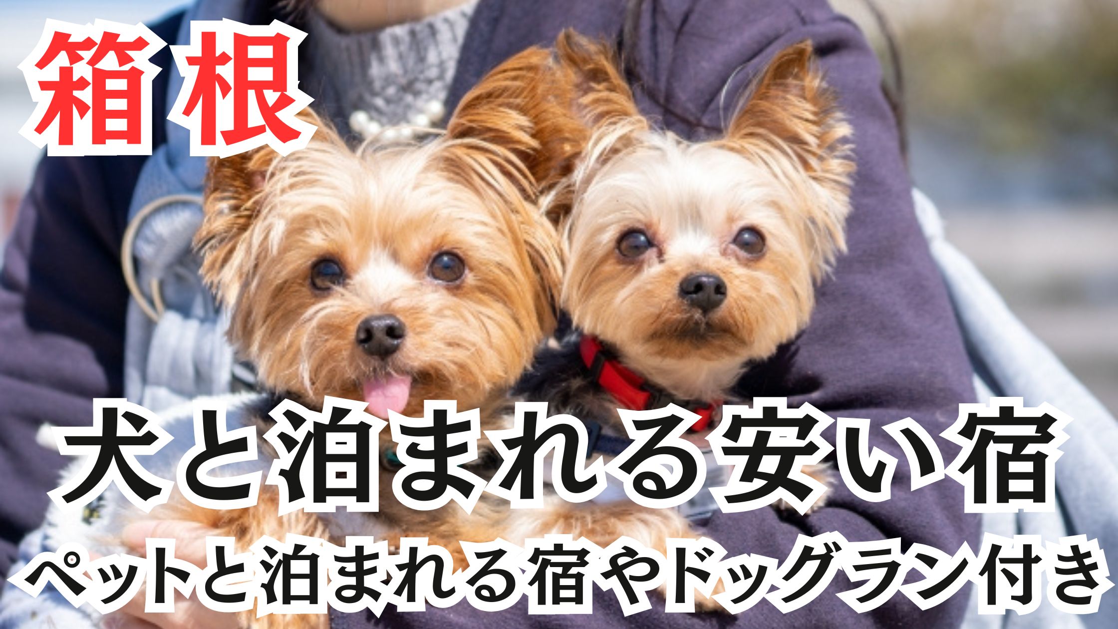 箱根の犬と泊まれる安い宿10選!ペットと泊まれる宿やドッグラン付きも!
