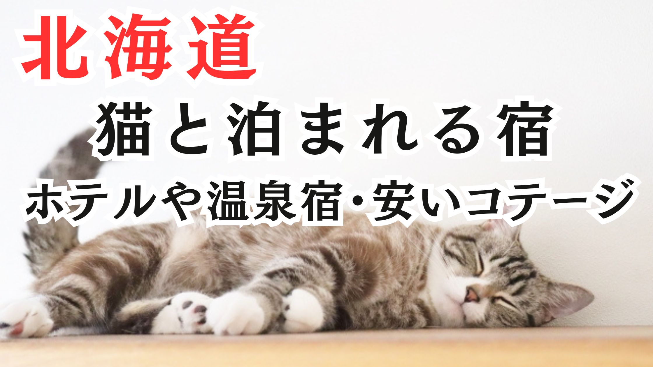 北海道の猫と泊まれる宿17選!ホテルや温泉宿・安いコテージも紹介